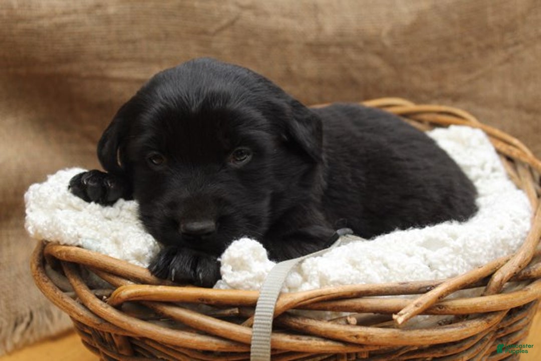 Mixed Breed dogs for sale: Grey - Ad 1