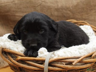 Mixed Breed dogs Grey - Ad 26