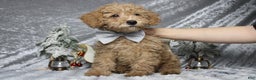 Toy Poodle dogs for sale: Buckeye - Ad 4