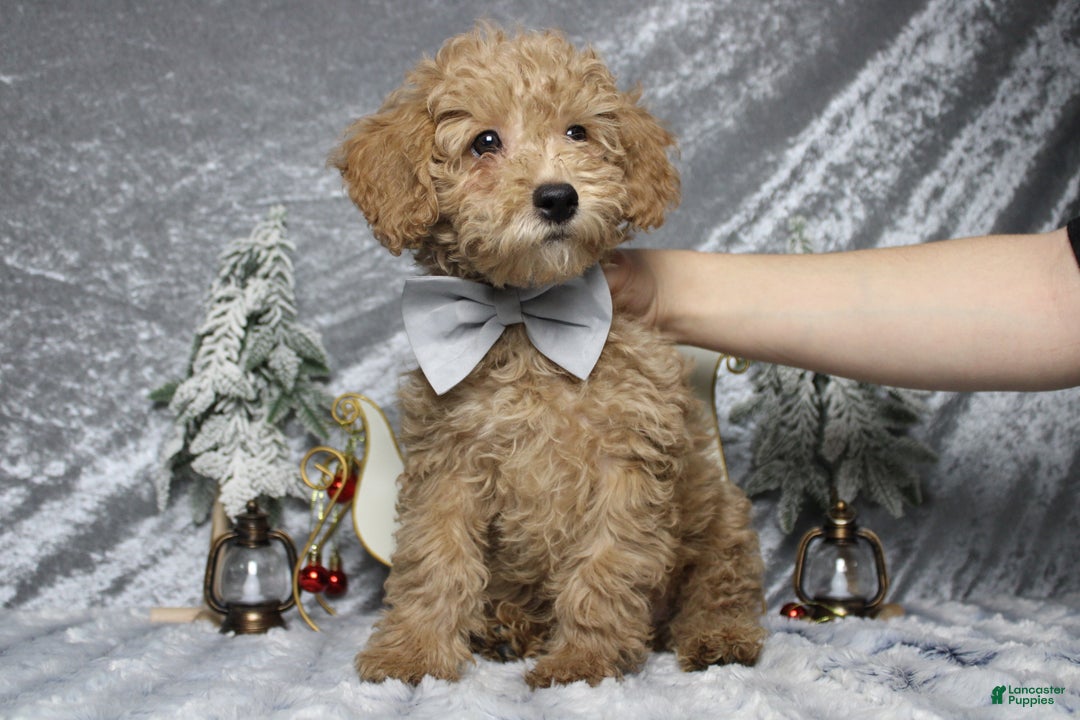 Toy Poodle dogs for sale: Buckeye - Ad 4