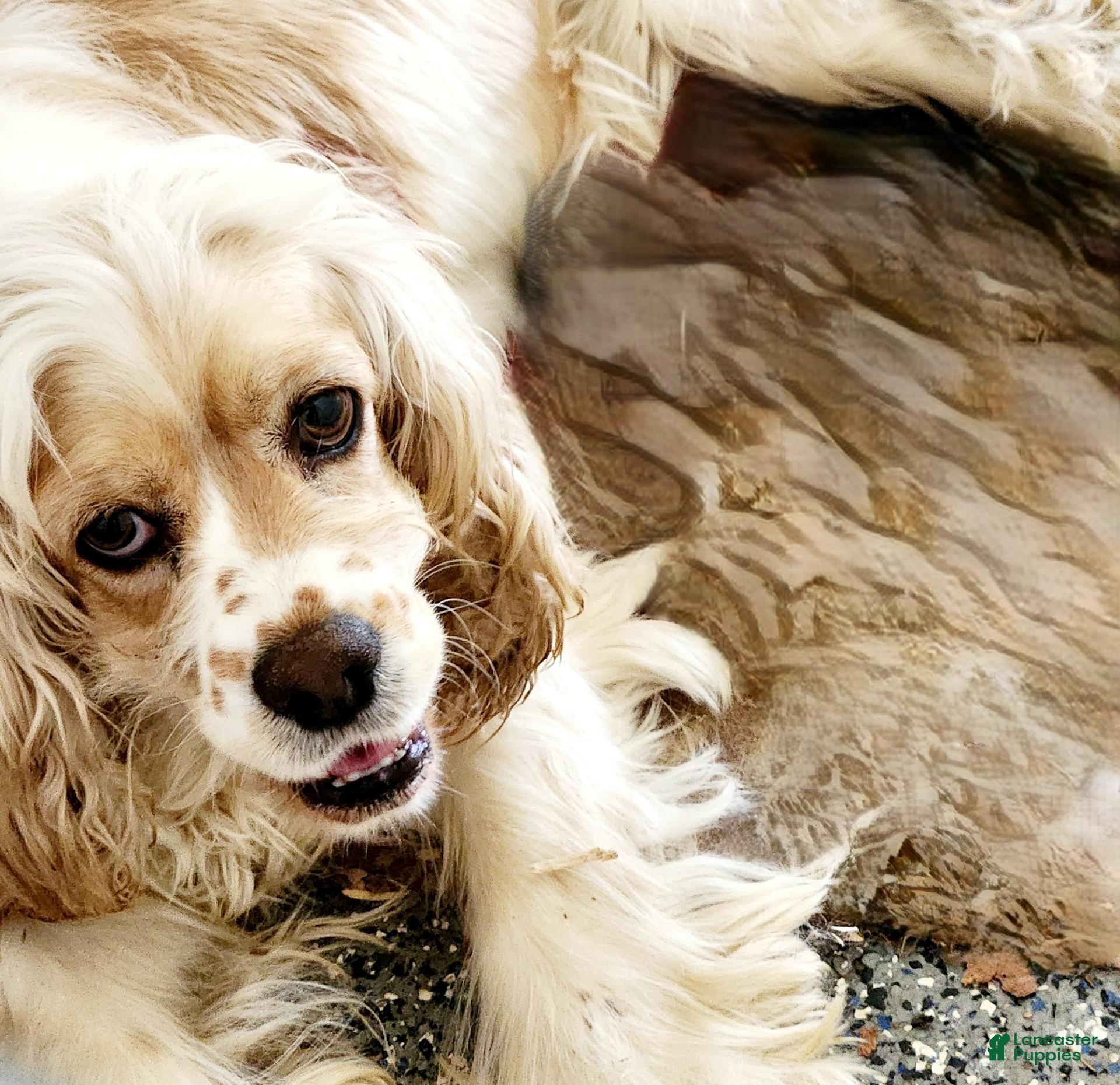 Cocker Spaniel dogs Leslie - Ad 40