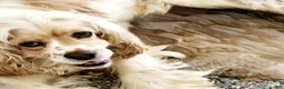 Cocker Spaniel dogs for sale: Leslie - Ad 1