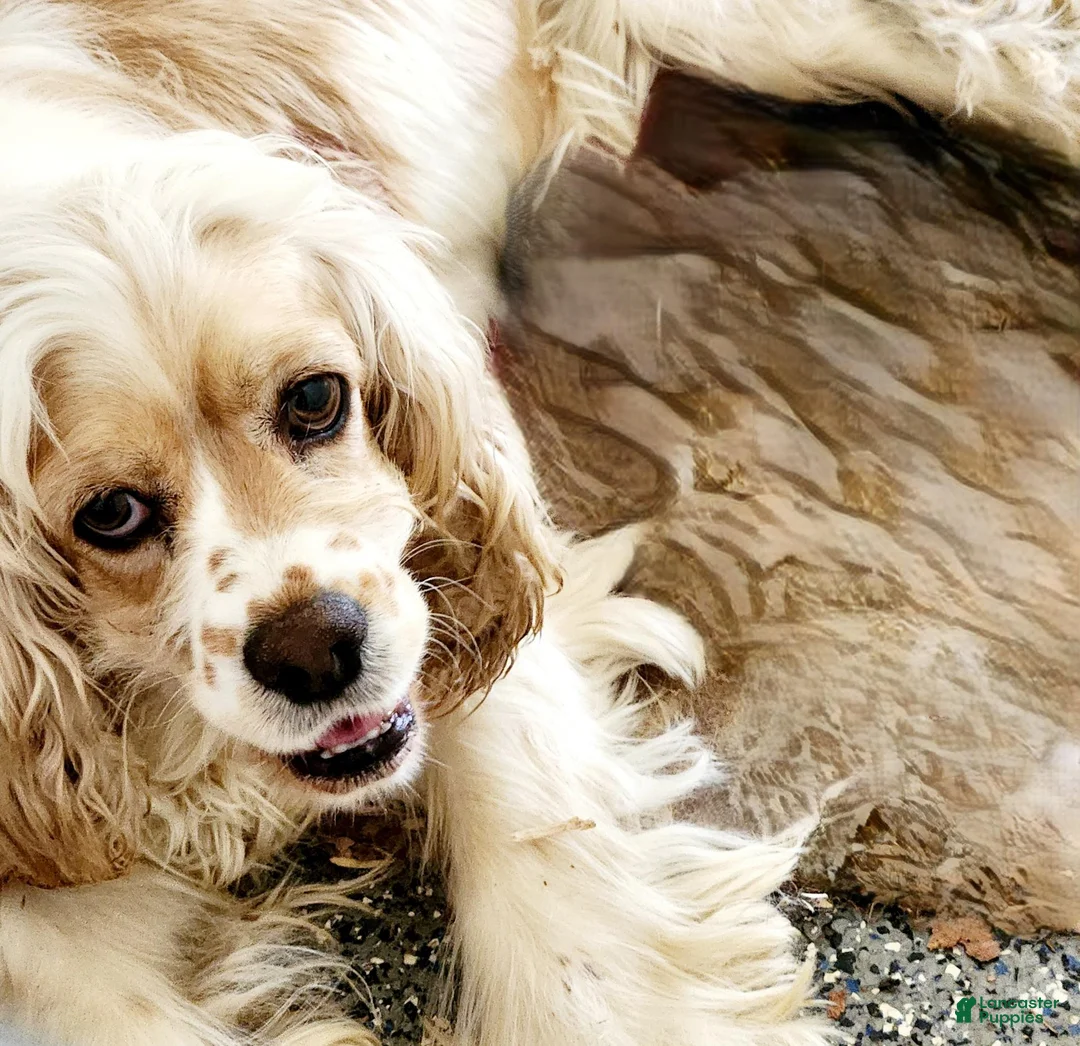 Cocker Spaniel dogs for sale: Leslie - Ad 1