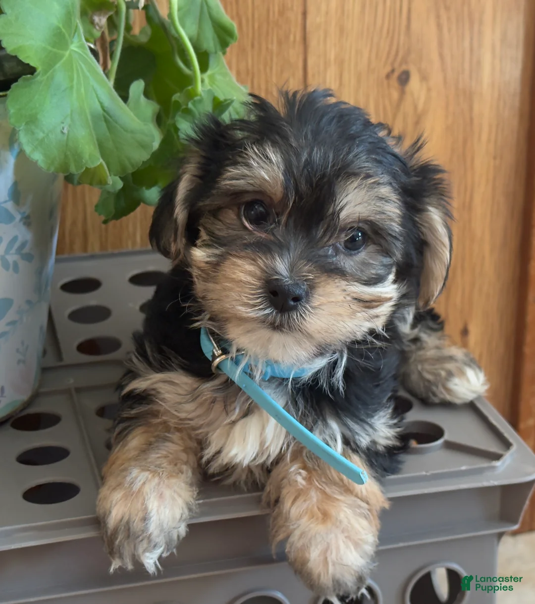 Morkie dogs for sale: Midget - Ad 1