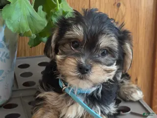 Morkie dogs Midget - Ad 42