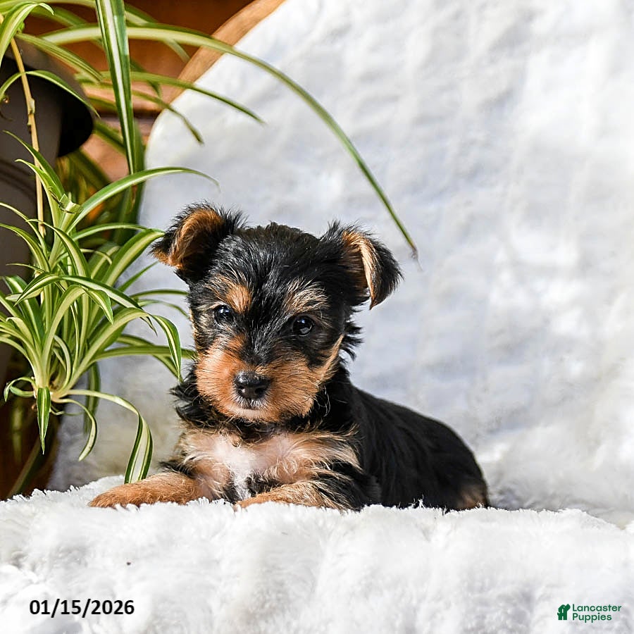 Yorkshire Terrier dogs Teddy - Ad 38