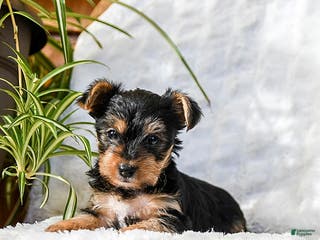 Yorkshire Terrier dogs Teddy - Ad 2