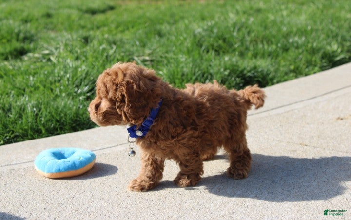 Bichpoo dogs Felix  - Ad 2