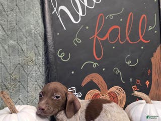 German Shorthaired Pointer dogs German Shorthaired Pointer Puppy 3 - Ad 12