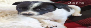 Mixed Breed 2
