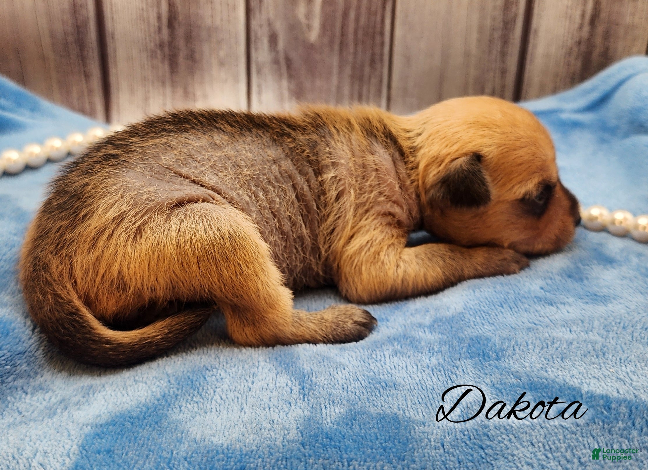 Mixed Breed dogs Dakota - Ad 4