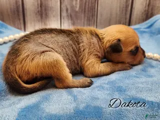 Mixed Breed dogs Dakota - Ad 4