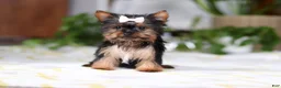 Yorkshire Terrier dogs for sale: Bella - Ad 2