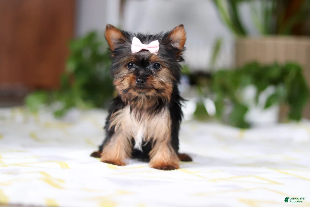 Yorkshire Terrier dogs for sale: Bella - Ad 2