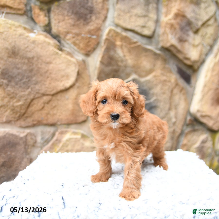Cavapoo dogs Marigold - Ad 2