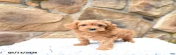 Cavapoo dogs for sale: Marigold - Ad 2