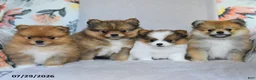 Pomeranian dogs for sale: Bella   - Ad 5