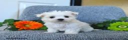 Maltese dogs for sale: Melody - Ad 1