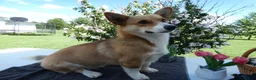 Welsh Corgi Pembroke dogs for sale: Welsh Corgi Pembroke 1 Sampson - Ad 2