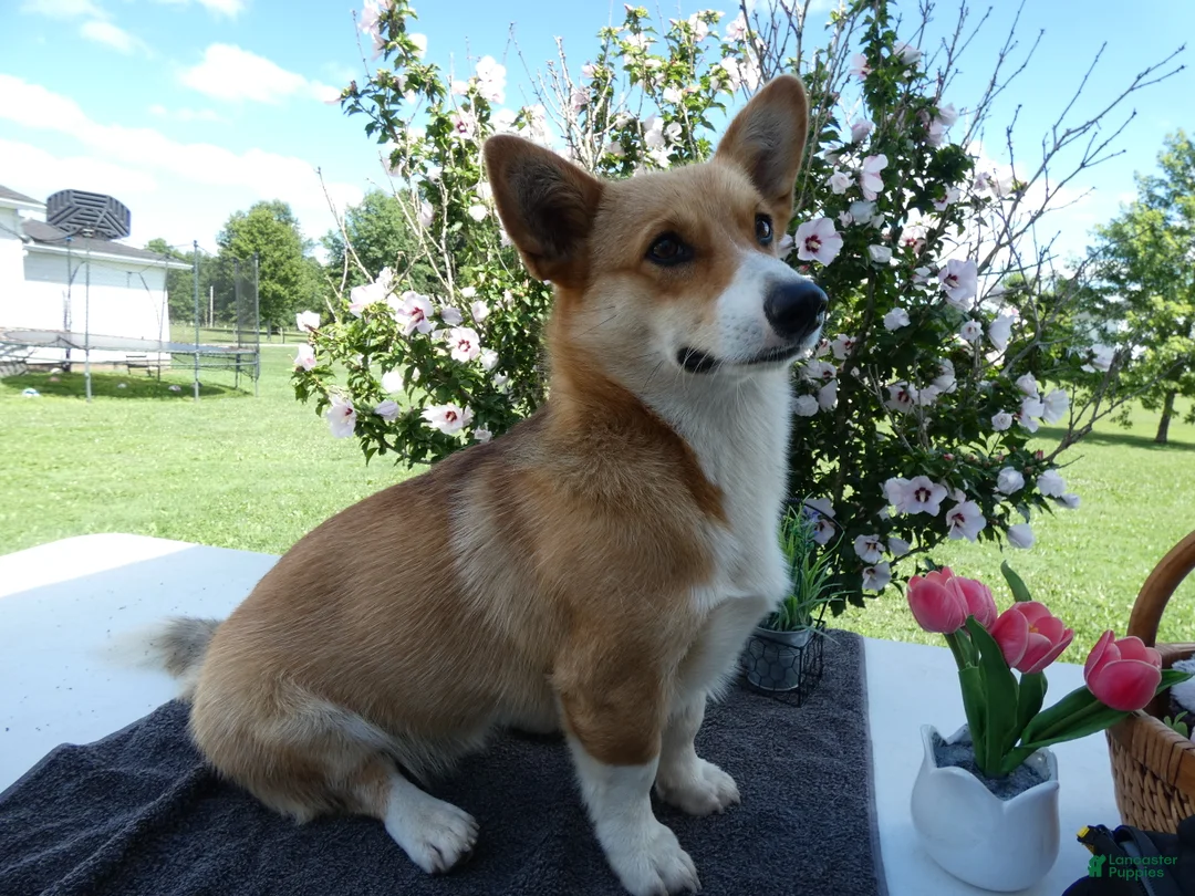 Welsh Corgi Pembroke dogs for sale: Welsh Corgi Pembroke 1 Sampson - Ad 2