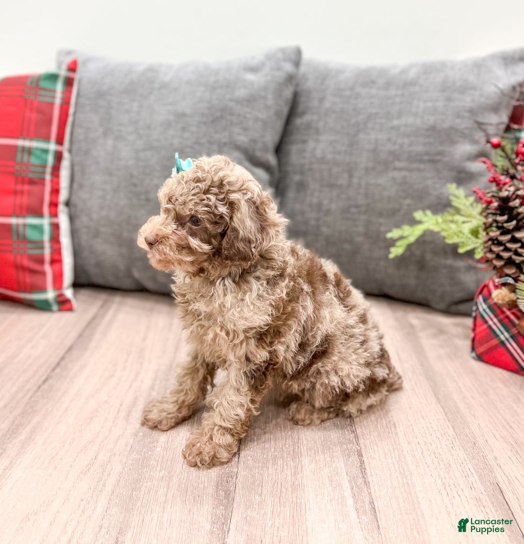Miniature Poodle dogs for sale: Marla - Ad 3