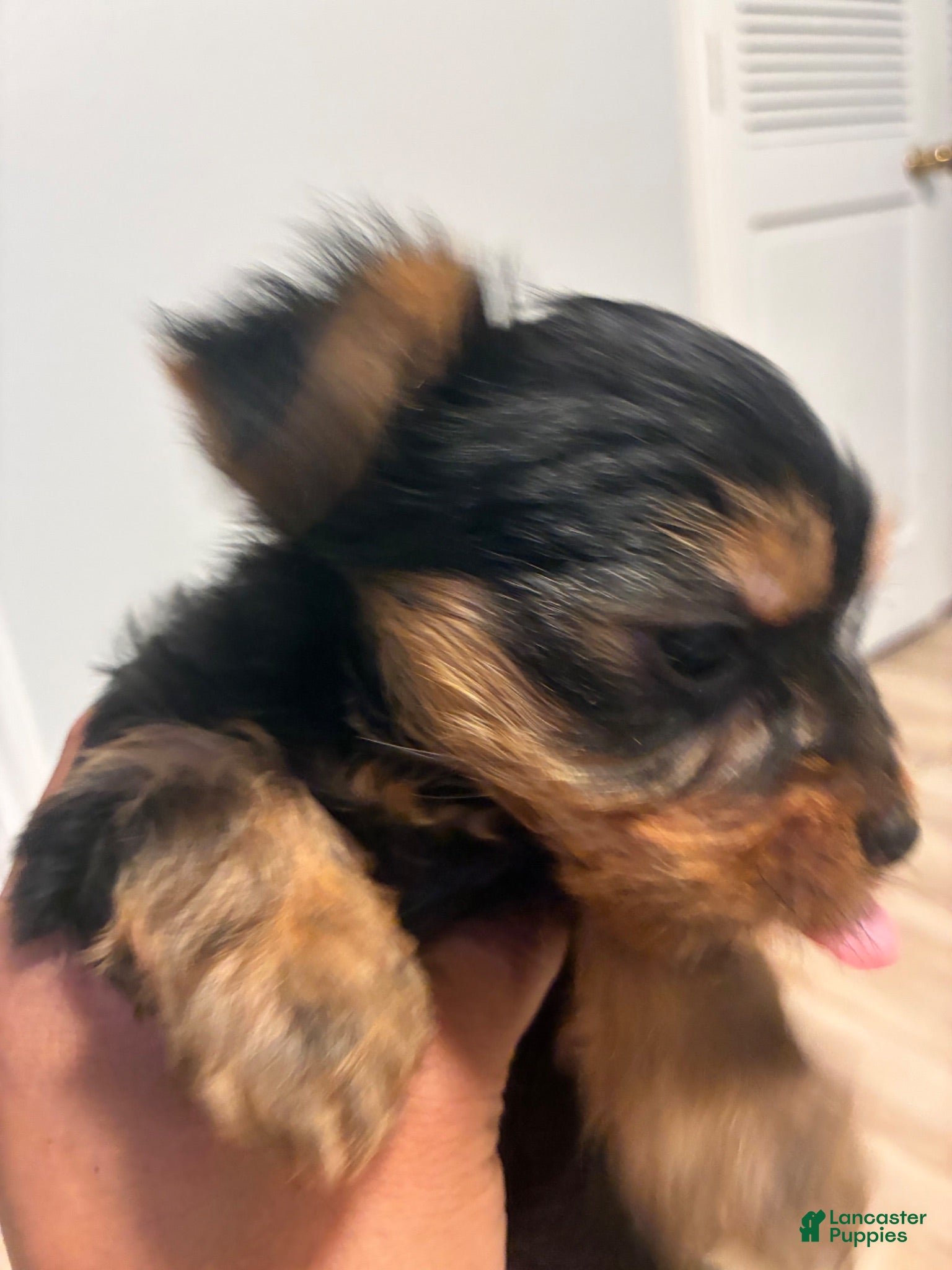 Yorkshire Terrier dogs Yorkshire Terrier 1 - Ad 25