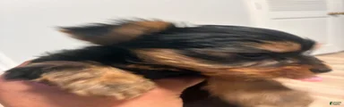 Yorkshire Terrier 1