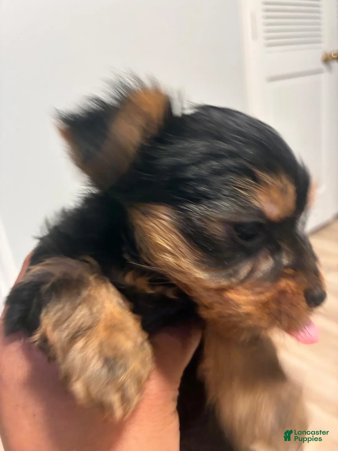 Yorkshire Terrier dogs for sale: Yorkshire Terrier 1 - Ad 1