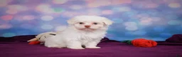 Maltese dogs for sale: Penny - Ad 5