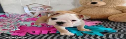 English Bulldog dogs for sale: Reba Mae - Ad 1