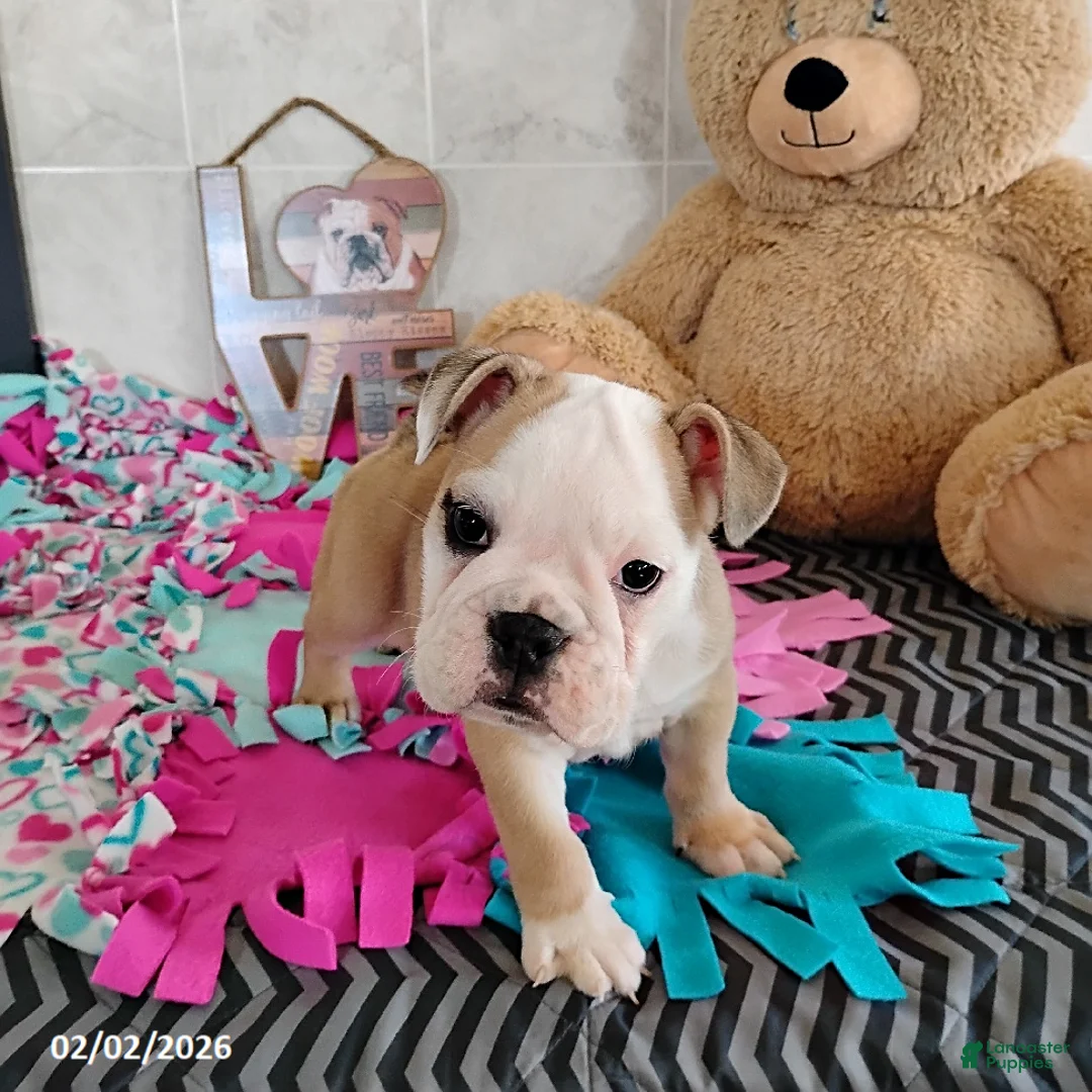 English Bulldog dogs for sale: Reba Mae - Ad 1