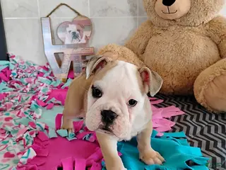 English Bulldog dogs Reba Mae - Ad 40
