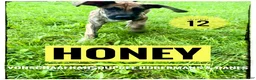 Great Dane dogs for sale: Honey - Ad 17