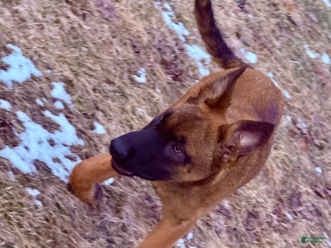 Mixed Breed dogs for sale: Red Collar- Female Fawn - Ad 1