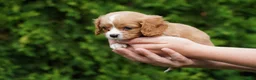 Cavachon dogs for sale: Sammy - Ad 3