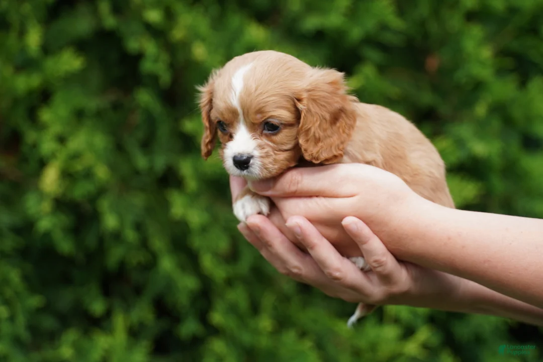 Cavachon dogs for sale: Sammy - Ad 3