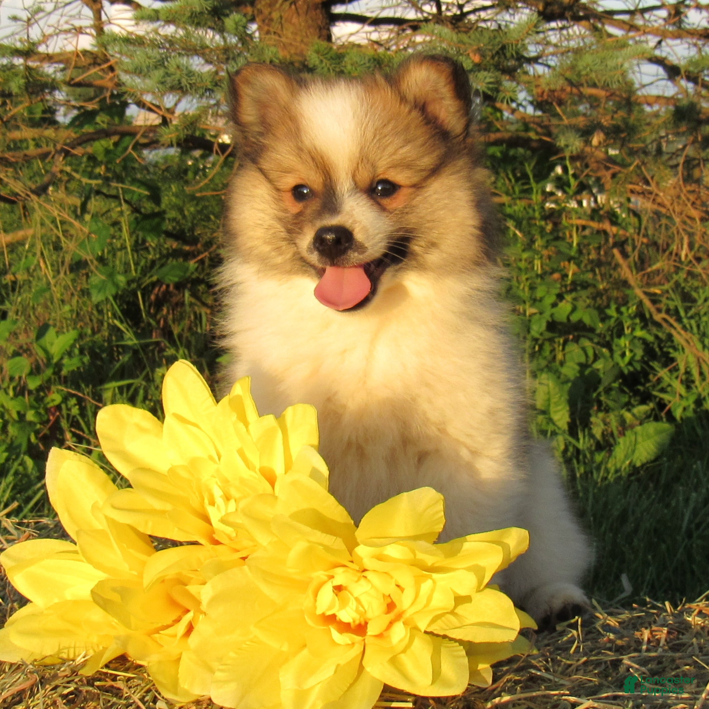 Mixed Breed dogs Cookie - Ad 2