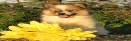 Mixed Breed dogs for sale: Cookie - Ad 2