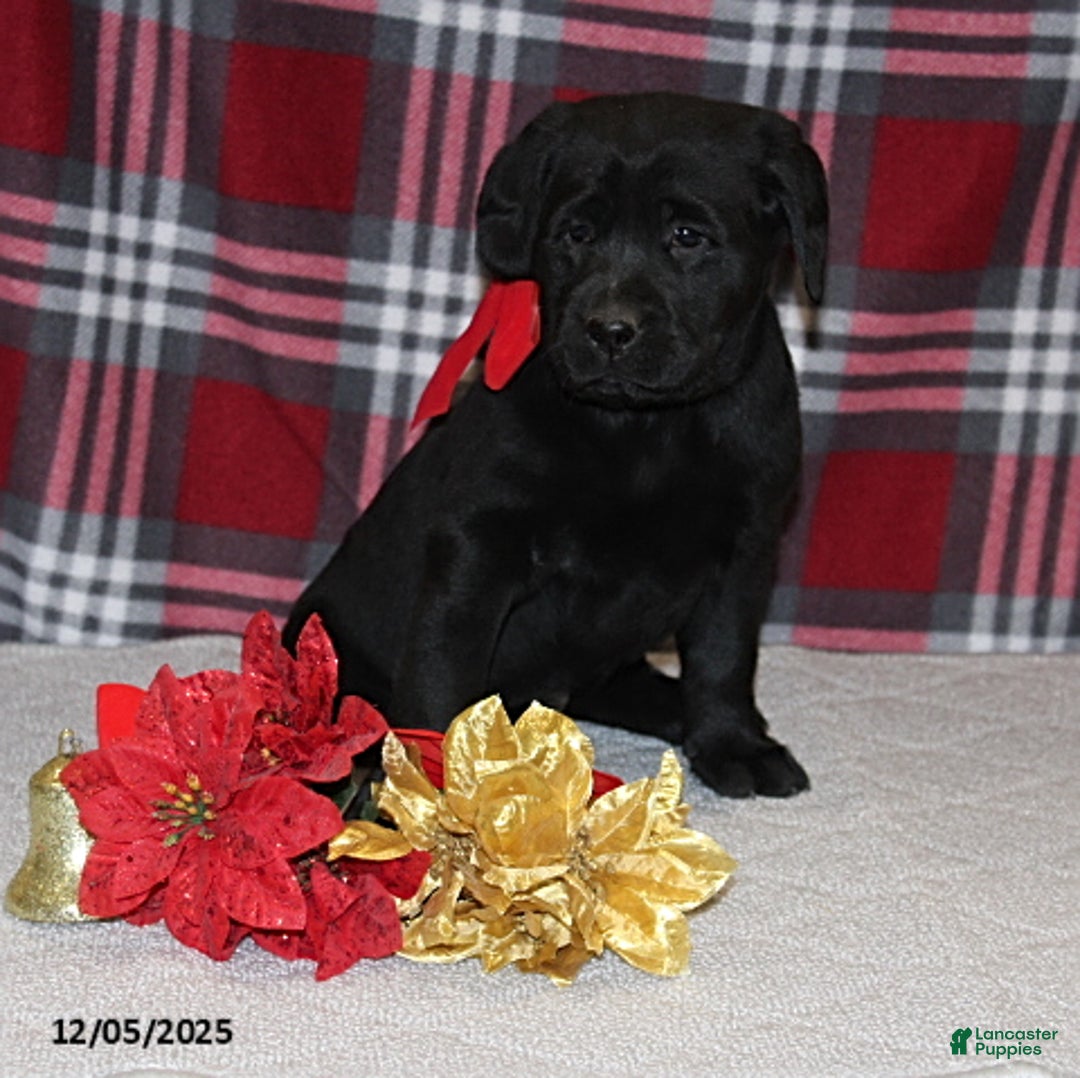 Goldador dogs for sale: Holly - Ad 4