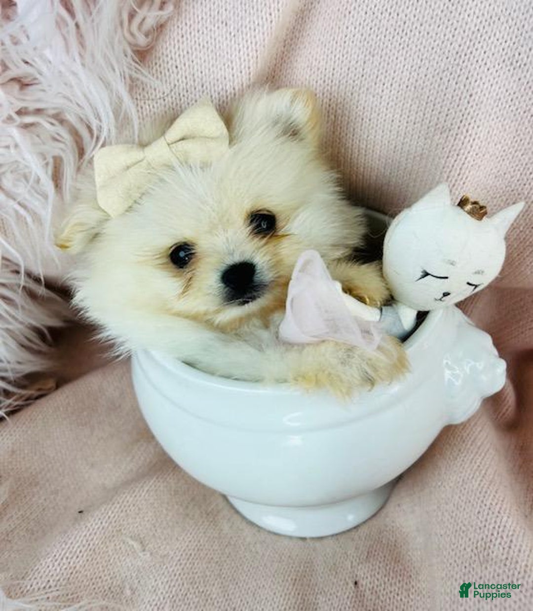 Pomeranian dogs for sale: Teacup Pomeranian Puppy 1 - Ad 3