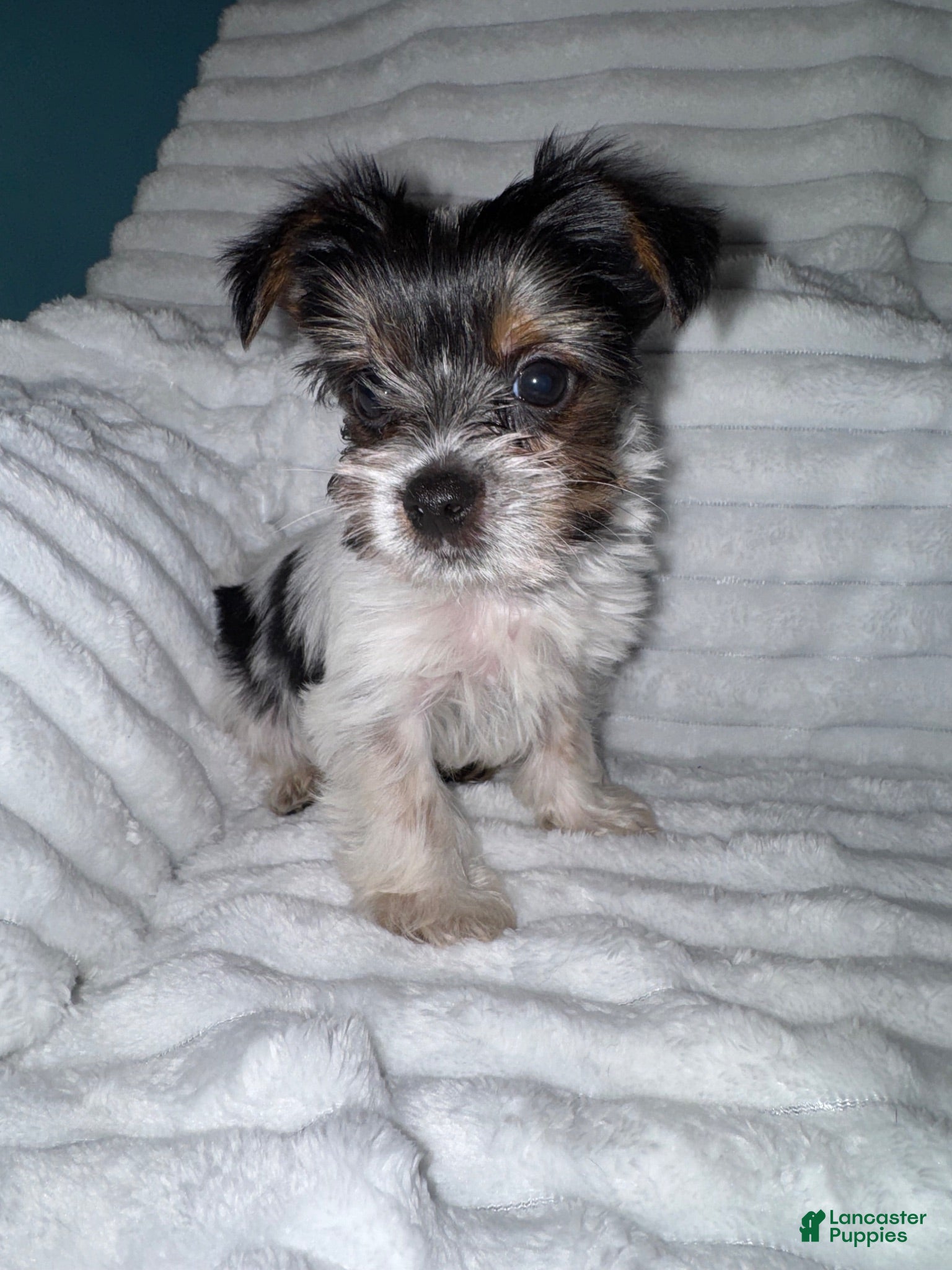 Yorkshire Terrier dogs Yorkshire Terrier 2 - Ad 1