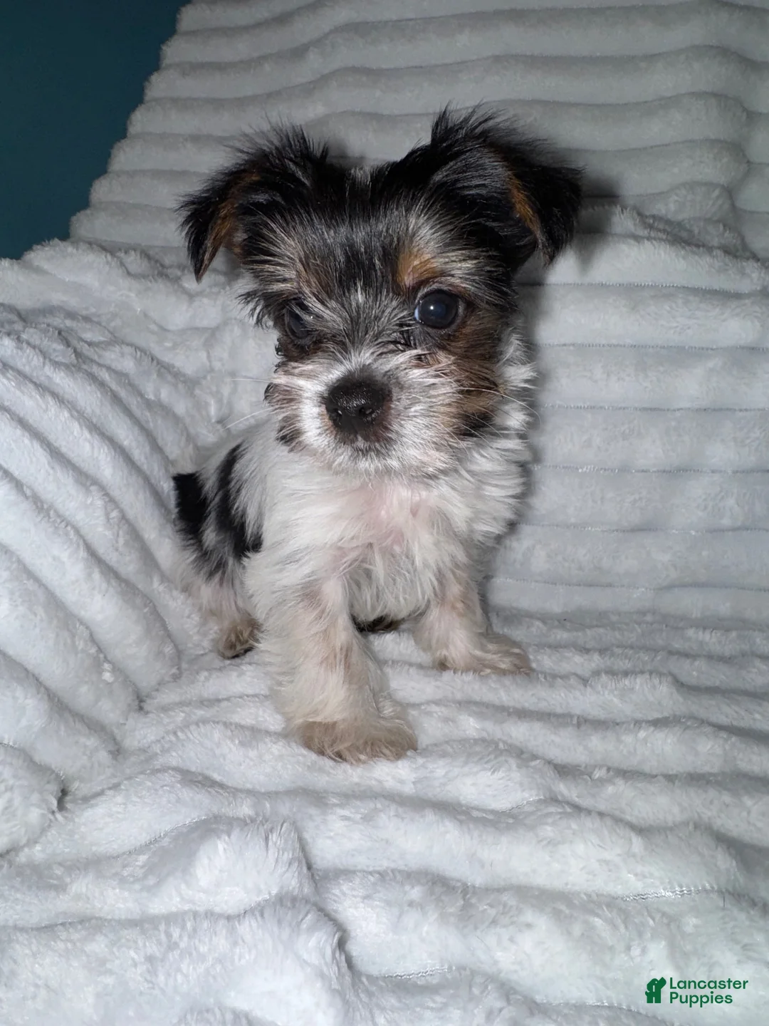 Yorkshire Terrier dogs for sale: Yorkshire Terrier 2 - Ad 1
