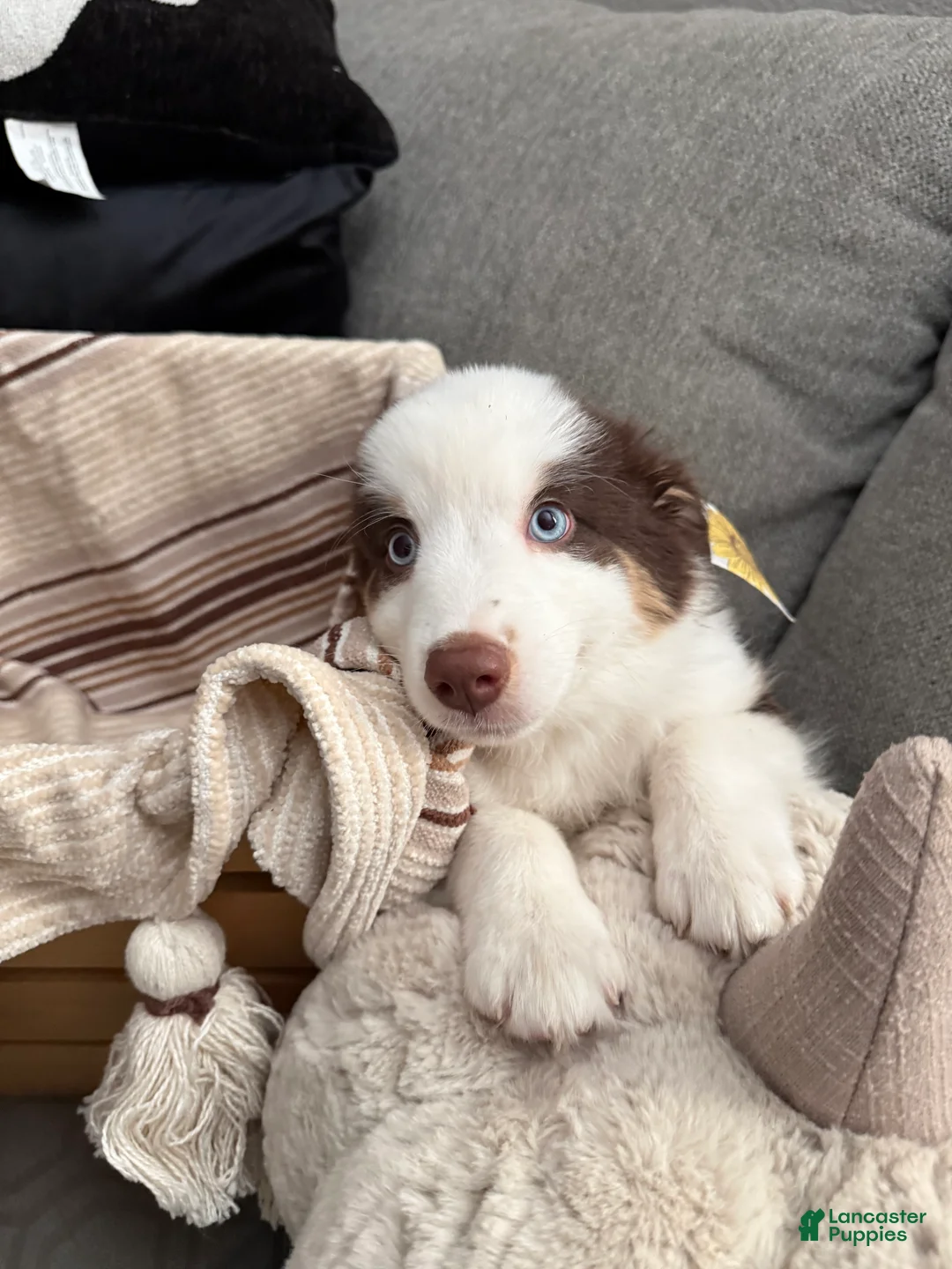 Australian Shepherd dogs for sale: Roxy  - Ad 1
