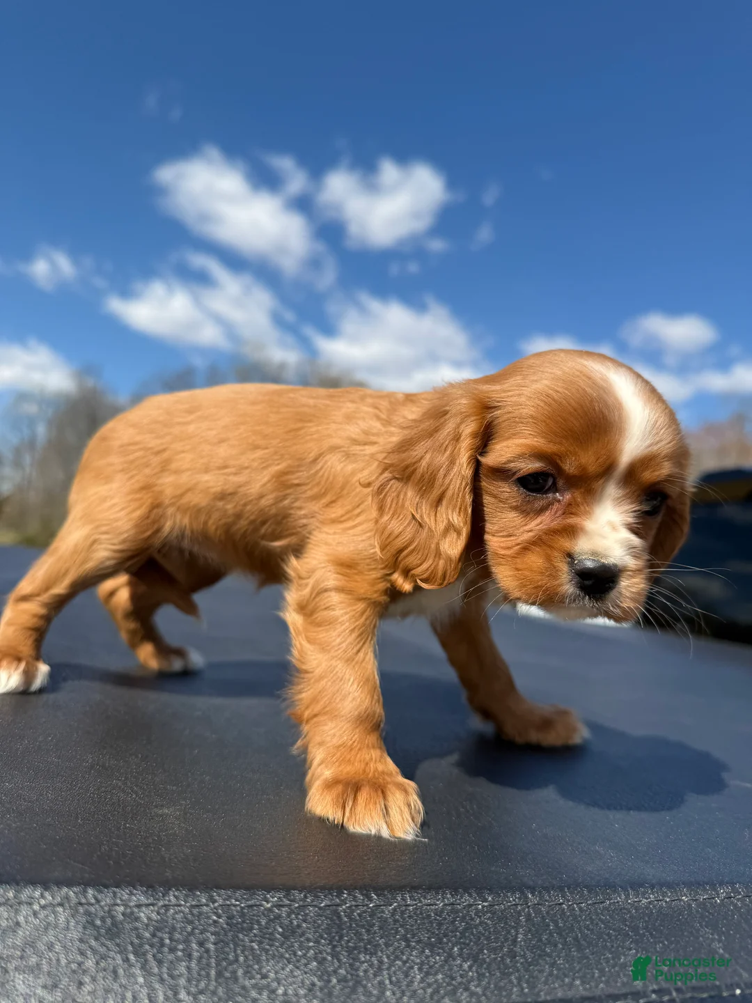 Cavalier King Charles Spaniel dogs for sale: Cavalier King Charles Spaniel Puppy 3 - Ad 2