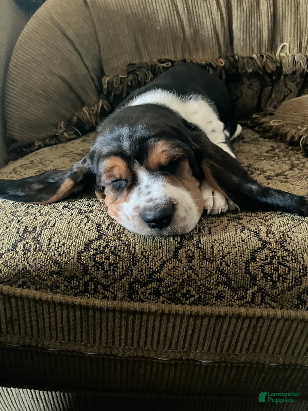 Basset Hound dogs for sale:  Dozer - Ad 2