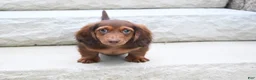 Miniature Dachshund dogs for sale: AKC Deon - Ad 11
