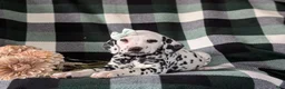 Dalmatian dogs for sale: Kristy - Ad 5