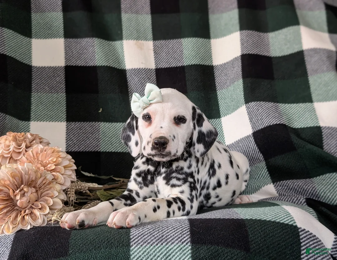 Dalmatian dogs for sale: Kristy - Ad 5