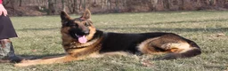 German Shepherd dogs for sale: Blaire  - Ad 9