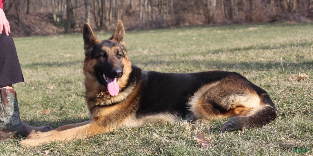 German Shepherd dogs for sale: Blaire  - Ad 9